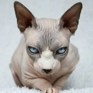 😒 gatto, sphynx, senza pelo, animale, domestico, animale domestico telegram sticker