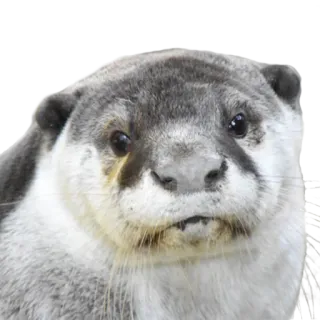 😕 выдра, животное, млекопитающее, милый, дикая природа, пушистый telegram sticker