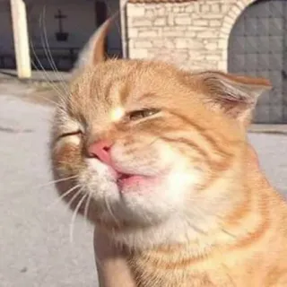 🙂 cat, cute, pet, animal, kitten, orange, feline telegram sticker