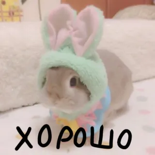 🐰 ХОРОШО lapin, lapinou, mignon, russe, animal whatsapp sticker