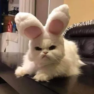🖐 cat, bunny ears, animal, pet, white cat, funny, cute telegram sticker