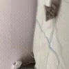 🐱