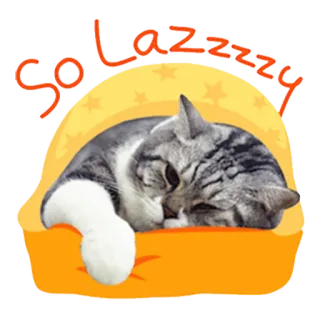 😪 So Lazzzzy Katze, faul, schlafend, süß, entzückend, Haustier telegram sticker