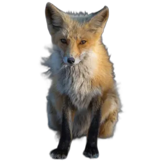 🪑 fox, animal, wildlife, nature, mammal, red fox telegram sticker