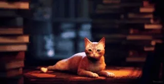 🐱 cat, orange tabby, library, books, pet, animal, domestic cat telegram sticker