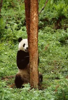🤐 panda, animal, urso, natureza, vida selvagem, árvore, floresta, fofo telegram sticker