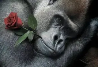 🌹 gorilla, animale, rosa, fiore, scimmia, fauna selvatica, primate telegram sticker