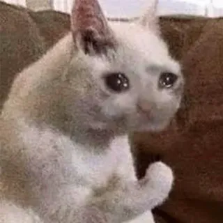 😒 cat, sad, crying, meme, white whatsapp sticker