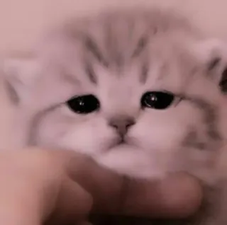 🗯 chat, chaton, mignon, animal, animal de compagnie, animal domestique telegram sticker