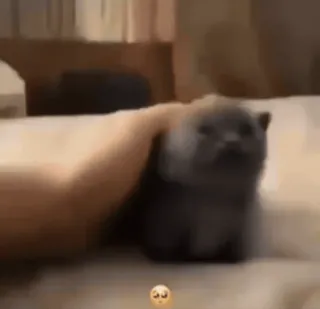 🙈 котенок, кошка, животное, питомец, милый telegram sticker
