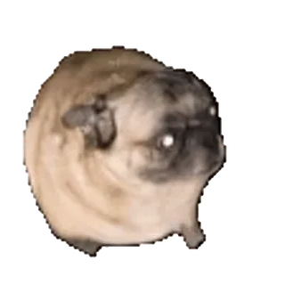 😃 cane, carlino, carino, animale, animale domestico, divertente, rotondo telegram sticker