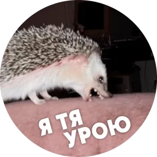 😡 Я ТЯ УРОЮ hérisson, animal, mignon, mème telegram sticker