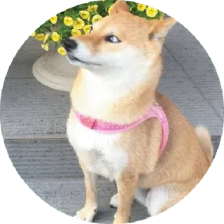 😐 개, 동물, 애완 동물, 시바견, 귀여운, 가축 telegram sticker