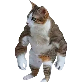 💪 แมว, ตลก, สัตว์, มีม, แข็งแรง, มีกล้าม telegram sticker