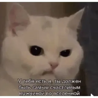 😠 У тебя есть я, ты должен быть самым счастливым мужчиной во вселенной แมว, รัสเซีย, ตลก, มีม, มีความสุข, จักรวาล telegram sticker