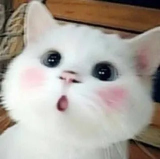 😲 gatto, gattino, carino, animale, animale domestico, gatto bianco telegram sticker