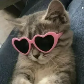 🙂 kot, okulary przeciwsłoneczne, serce, słodki, zwierzę, kociak whatsapp sticker