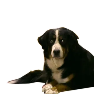 🐶 개, 동물, 애완동물, 버니즈 마운틴 독 telegram sticker