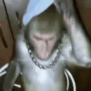 😈 Affe, Tier, Hut, Kette, lustig, Meme whatsapp sticker