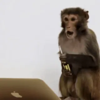 🐵 monkey, laptop, shocked, computer, animal, internet, meme whatsapp sticker