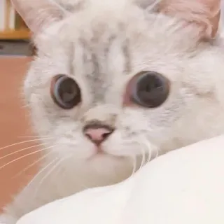 🥓 кот, котенок, милый, животное, питомец, домашняя кошка, большие глаза telegram sticker