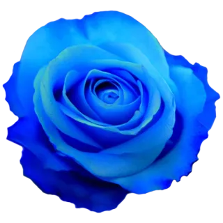 🌻 цветок, роза, синий, природа, цветочный telegram sticker