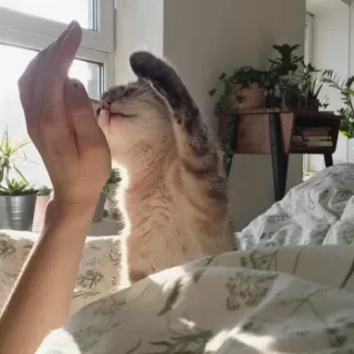 🖐 Katze, Stinkefinger, beleidigend, Geste telegram sticker