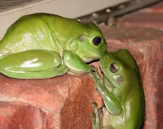 💏 grenouilles, vert, animaux, amphibiens, nature whatsapp sticker