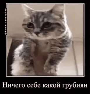 😮 Ничего себе какой грубиян gatto, animale, carino, meme, divertente, animale domestico telegram sticker