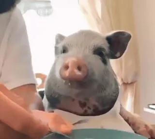 🐷 porco, animal, animal de estimação, fofo, adorável, animal de fazenda, leitão whatsapp sticker