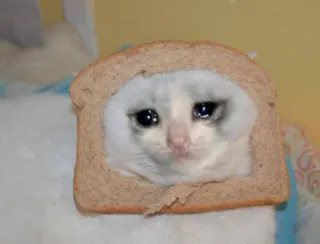 🍞 кот, хлеб, грустный, мем, животное, плачущий telegram sticker