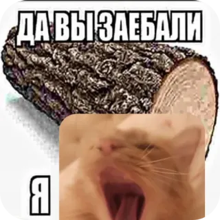 🤲 ДА ВЫ ЗАЕБАЛИ
Я offensivo, imprecazioni, russo, gatto, tronco telegram sticker