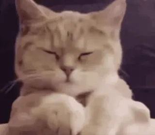 🏵 gato, animal, fofo, animal de estimação, felino, gatinho telegram sticker