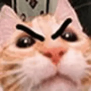 😡 Angry Cat whatsapp sticker