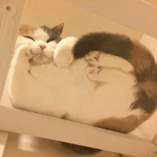 🪐 cat, animal, pet, feline, cute, domestic, sleepy telegram sticker