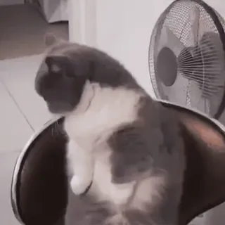 🥱 кот, домашняя кошка, млекопитающее, стул, мебель, серый, домашнее животное telegram sticker