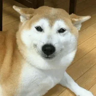 🐕 개, 시바견, 동물, 애완동물, 밈 whatsapp sticker