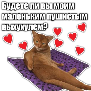 🥰 Будете ли вы моим маленьким пушистым выхухолем? cat, russian, love, hearts, animal telegram sticker