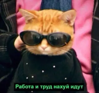 😎 Работа и труд нахуй идут kot, okulary przeciwsłoneczne, śmieszne, mem, zwierzę telegram sticker