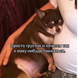 😒 Просто грустно и хочется так к кому-нибудь прижаться. pies, smutny, pocieszenie, chihuahua, przylepny, zwierzę domowe, zwierzę telegram sticker