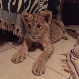 🦁 cachorro de león, cachorro, león, animal, vida silvestre, mamífero, gato telegram sticker