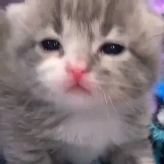 😢 子猫, 猫, かわいい, ペット, 動物, ふわふわ whatsapp sticker