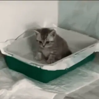 ☹️ 子猫, 猫, ペット, 動物, 箱, 小さい telegram sticker