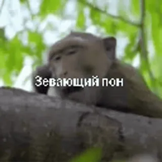 🥱 Зевающий пон ลิง, หาว, สัตว์, ต้นไม้, ธรรมชาติ telegram sticker