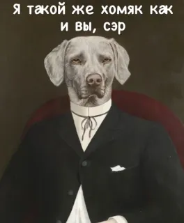 🐹 Я такой же хомяк как и вы, сэр 狗, 仓鼠, 拟人, 西装, 搞笑, 梗 whatsapp sticker