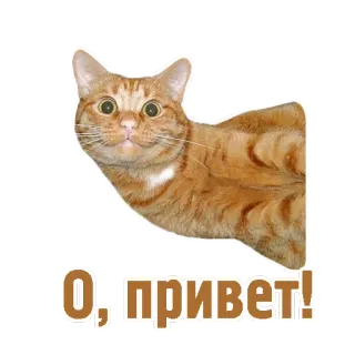 👋 О, привет! gatto, saluto, ciao, ciao, russo telegram sticker
