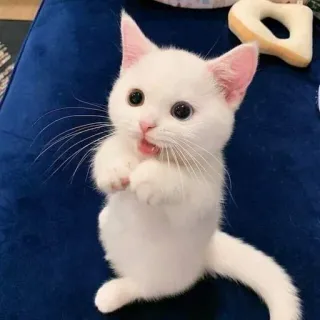 🐾 gato, fofo, branco, gatinho, animal, doméstico, adorável telegram sticker