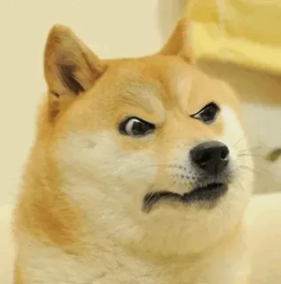 🐕 Doge perro, meme, doge, gracioso, enfadado, confundido, reacción, meme de internet whatsapp sticker