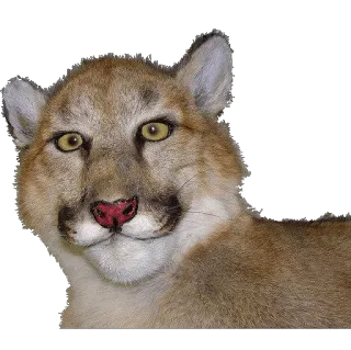 🐱 cougar, lion des montagnes, chat, animal, faune whatsapp sticker