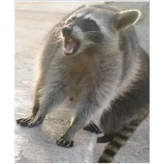 😦 Waschbär, Tier, Wildtier, Säugetier, Natur telegram sticker